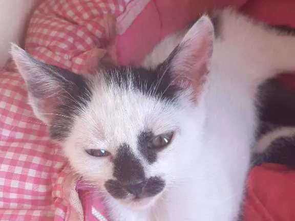 Gato ra a siamês idade 2 a 6 meses nome Mel