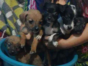Cachorro raça Vira lata idade 2 a 6 meses nome Sem nome ainda