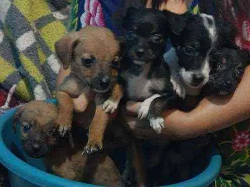 Cachorro ra a Vira lata idade 2 a 6 meses nome Sem nome ainda