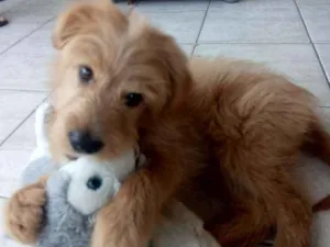 Cachorro raça Não sei  idade 2 a 6 meses nome Bela 
