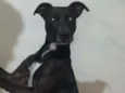 Pretinho