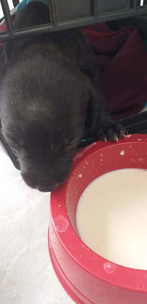 Cachorro ra a Vira lata  idade Abaixo de 2 meses nome Jann Pierre 