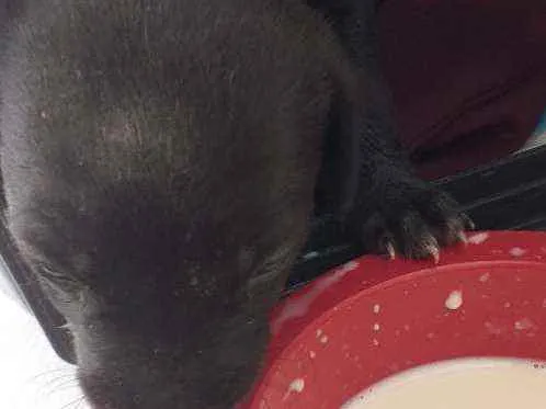 Cachorro ra a Vira lata  idade Abaixo de 2 meses nome Jann Pierre 