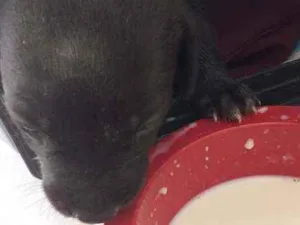 Cachorro raça Vira lata  idade Abaixo de 2 meses nome Jann Pierre 