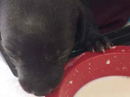 Cachorro ra a Vira lata  idade Abaixo de 2 meses nome Jann Pierre 