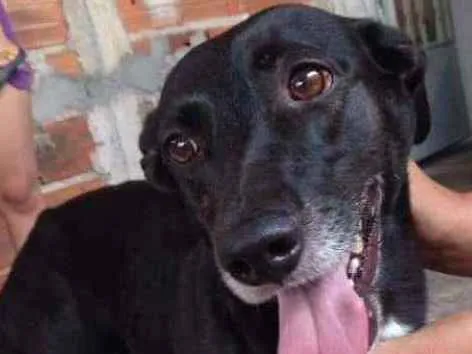 Cachorro ra a Vira lata  idade 5 anos nome JADE