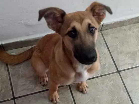 Gato ra a SRD-ViraLata idade 2 a 6 meses nome jade