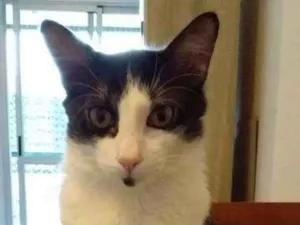 Gato raça SRD idade 1 ano nome Fred