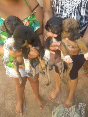 Cachorro raça Viralata  idade Abaixo de 2 meses nome Indefinido 