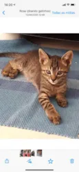 Felix 