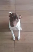 Paçoca