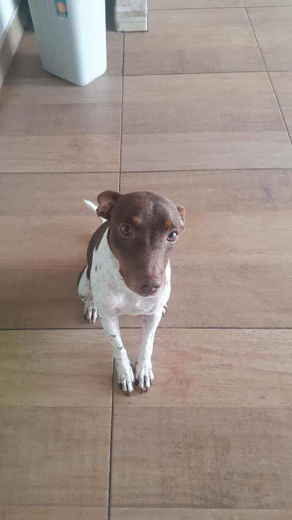 Cachorro raça Fox Paulistinha idade 2 anos nome Paçoca