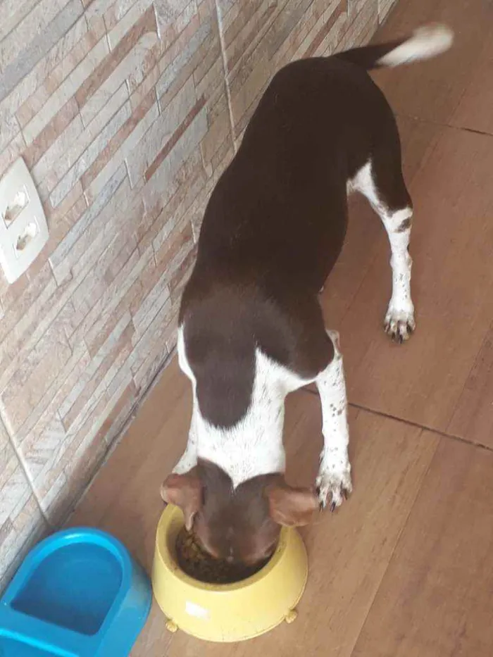 Cachorro raça Fox Paulistinha idade 2 anos nome Paçoca