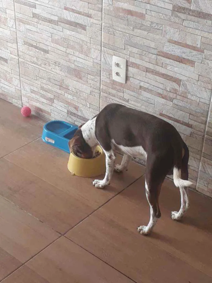 Cachorro raça Fox Paulistinha idade 2 anos nome Paçoca