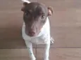 Paçoca
