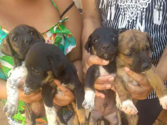 Cachorro raça Viralata  idade Abaixo de 2 meses nome Indefinido 