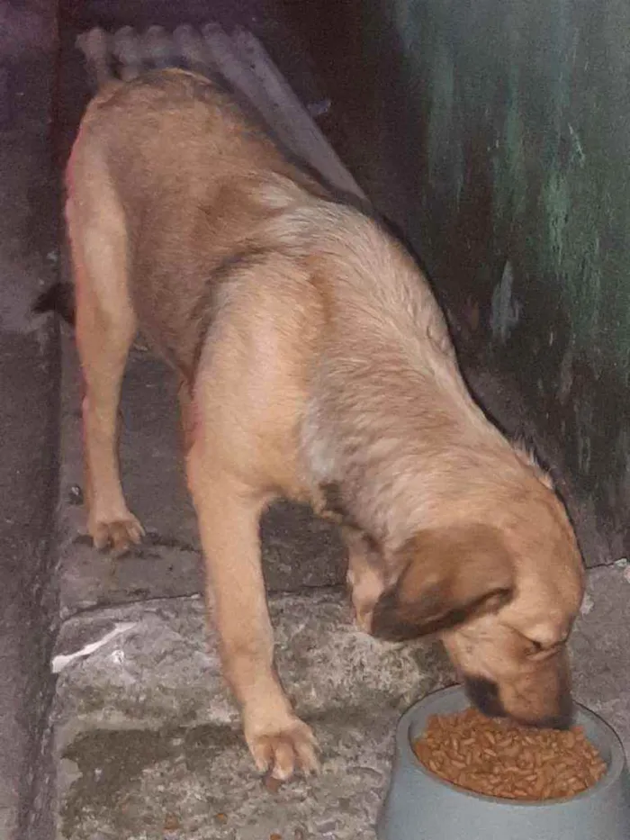 Cachorro raça Srd idade 2 a 6 meses nome Bella