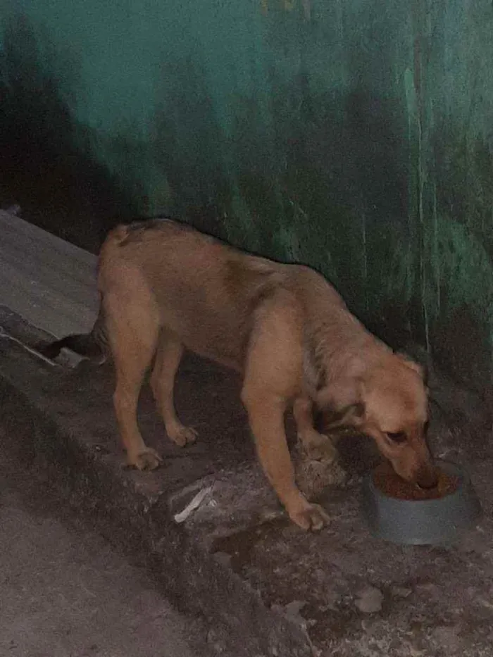 Cachorro raça Srd idade 2 a 6 meses nome Bella