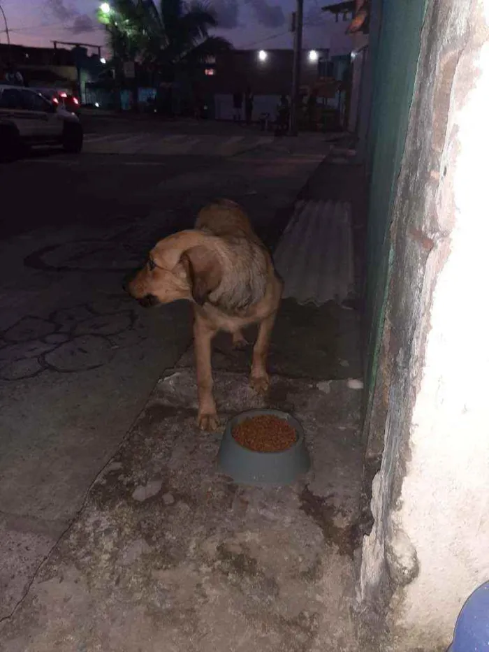 Cachorro raça Srd idade 2 a 6 meses nome Bella
