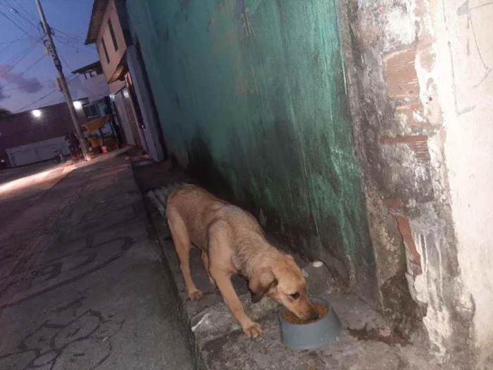 Cachorro raça Srd idade 2 a 6 meses nome Bella