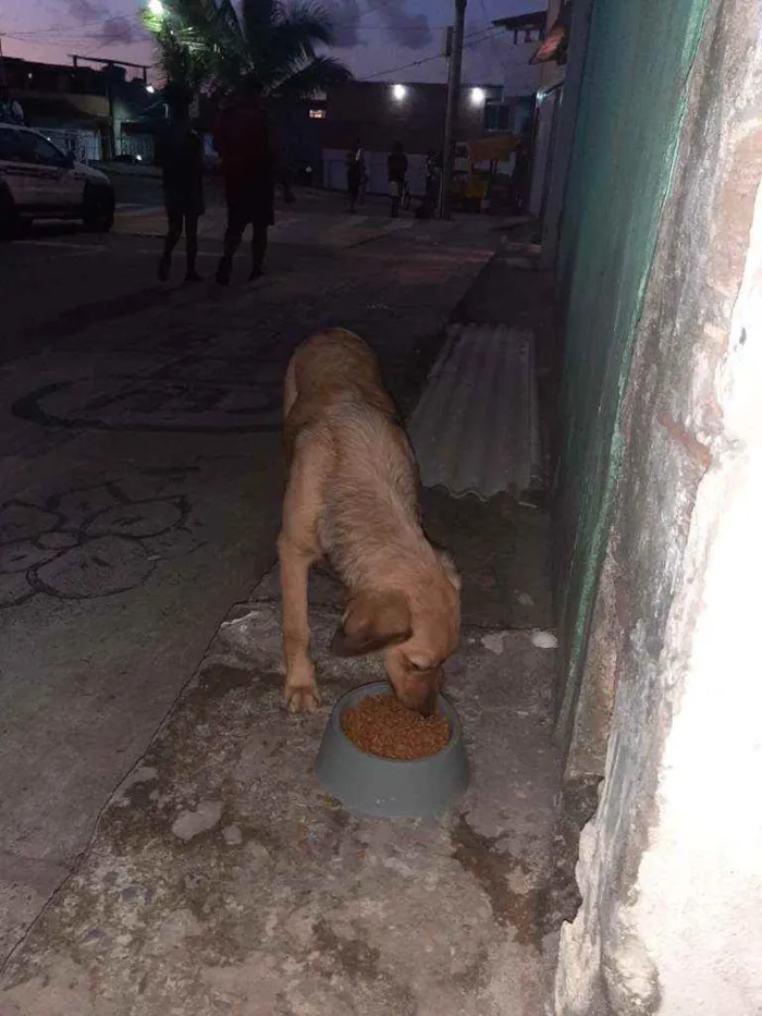 Cachorro raça Srd idade 2 a 6 meses nome Bella