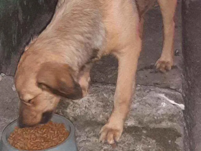 Cachorro raça Srd idade 2 a 6 meses nome Bella