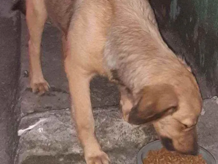 Cachorro raça Srd idade 2 a 6 meses nome Bella