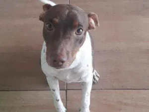 Cachorro raça Fox Paulistinha idade 2 anos nome Paçoca