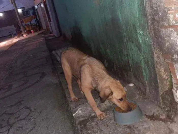 Cachorro raça Srd idade 2 a 6 meses nome Bella