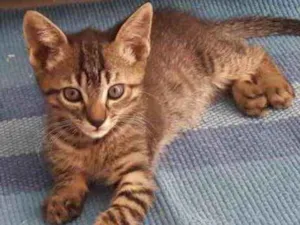 Gato raça SRD idade 2 a 6 meses nome Felix 