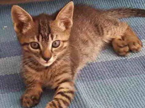 Gato ra a SRD idade 2 a 6 meses nome Felix 