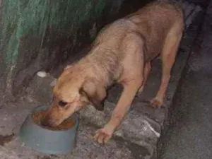 Cachorro raça Srd idade 2 a 6 meses nome Bella