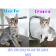 Gatinhos 