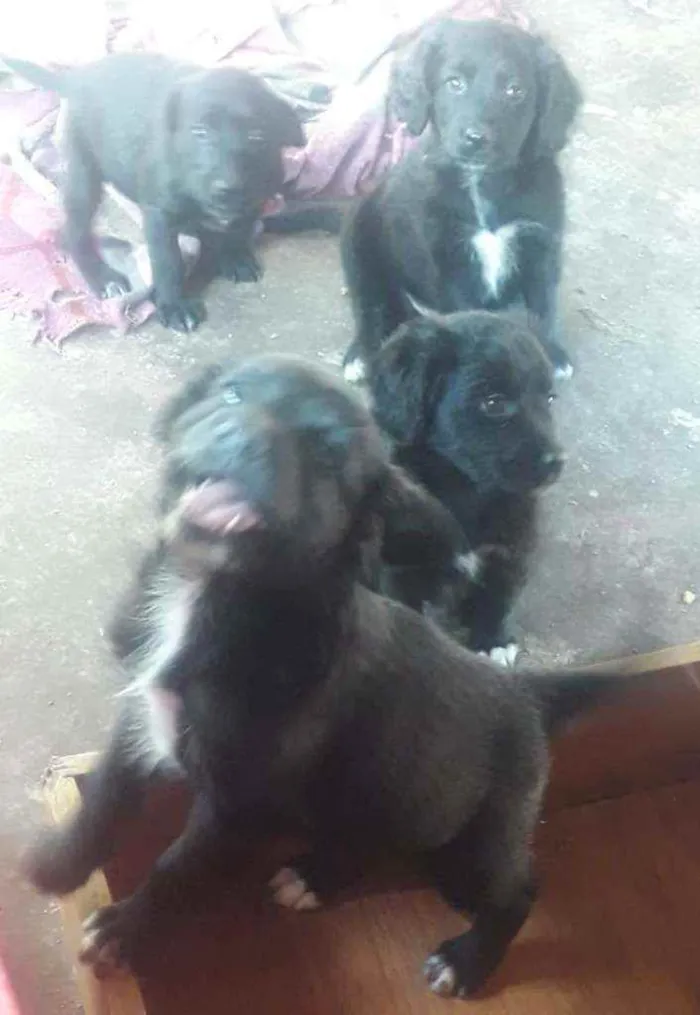 Cachorro ra a Sem raça definida  idade 2 a 6 meses nome Sem nomes