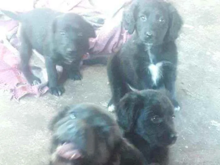 Cachorro ra a Sem raça definida  idade 2 a 6 meses nome Sem nomes
