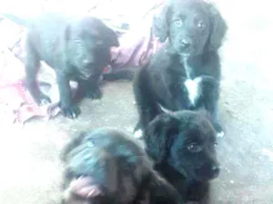 Cachorro raça Sem raça definida  idade 2 a 6 meses nome Sem nomes 