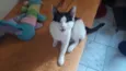 Cléo