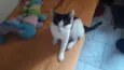 Cléo