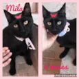 Mila