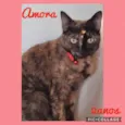 Amora