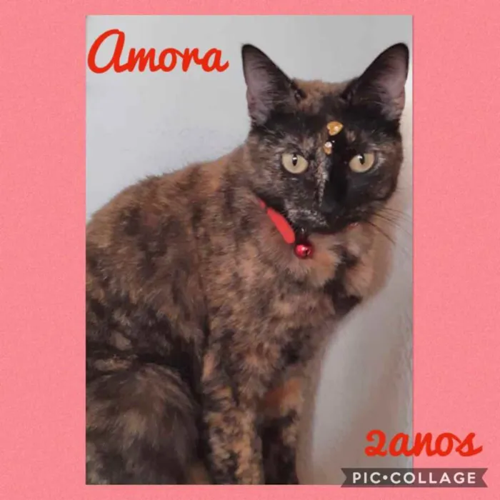 Gato ra a Srd  idade 2 anos nome Amora