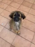Urso