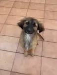Urso