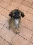Urso