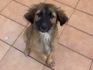 Cachorro raça Srd idade 2 a 6 meses nome Urso 