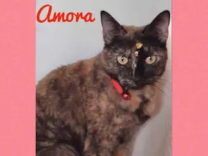 Gato raça Srd  idade 2 anos nome Amora 