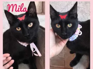 Gato raça Srd  idade 2 a 6 meses nome Mila