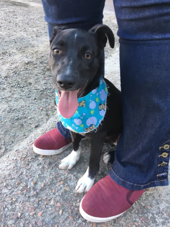 Cachorro ra a SRD idade 2 a 6 meses nome Spike