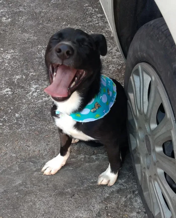 Cachorro ra a SRD idade 2 a 6 meses nome Spike