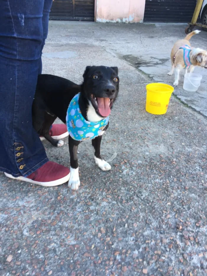 Cachorro ra a SRD idade 2 a 6 meses nome Spike